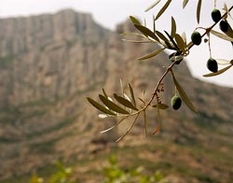 Oliven in Andalusien